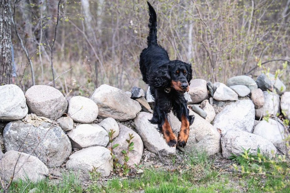Gordon setter jumping over rock wall in field during preseason training
