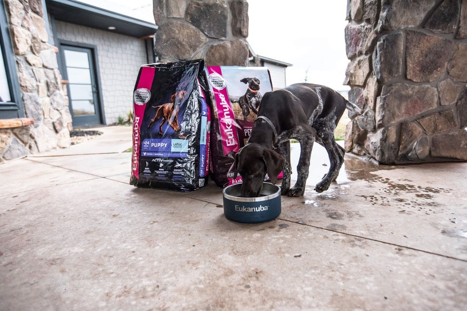 GSP puppy eating Eukanuba food from a bowl