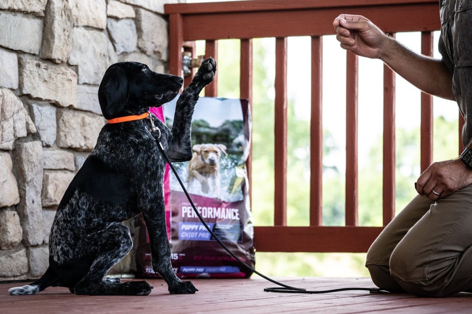 GSP puppy training with owner