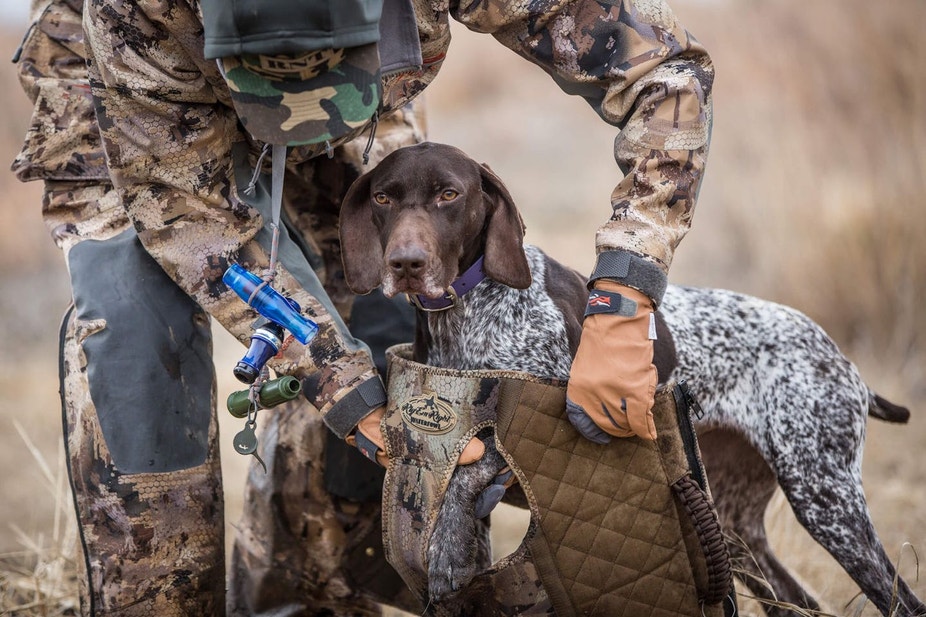 Handler putting vest on German shorthair pointer for waterfowl hunt