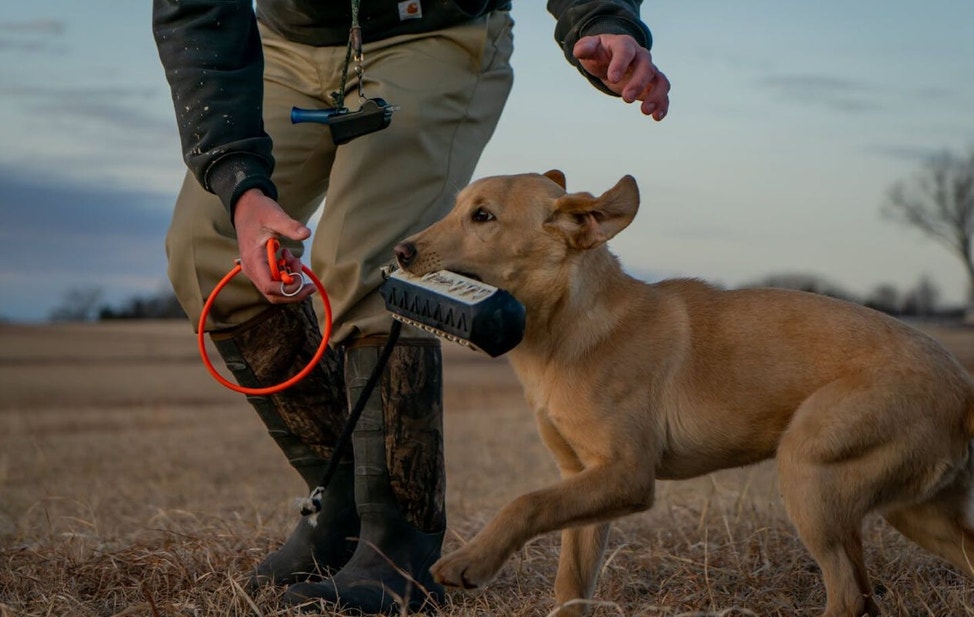Handler teaching dog to fetch a bumper