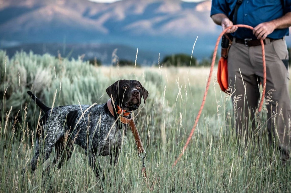 Jared Moss of Best Gun Dogs trains a GSP in the Utah mountains