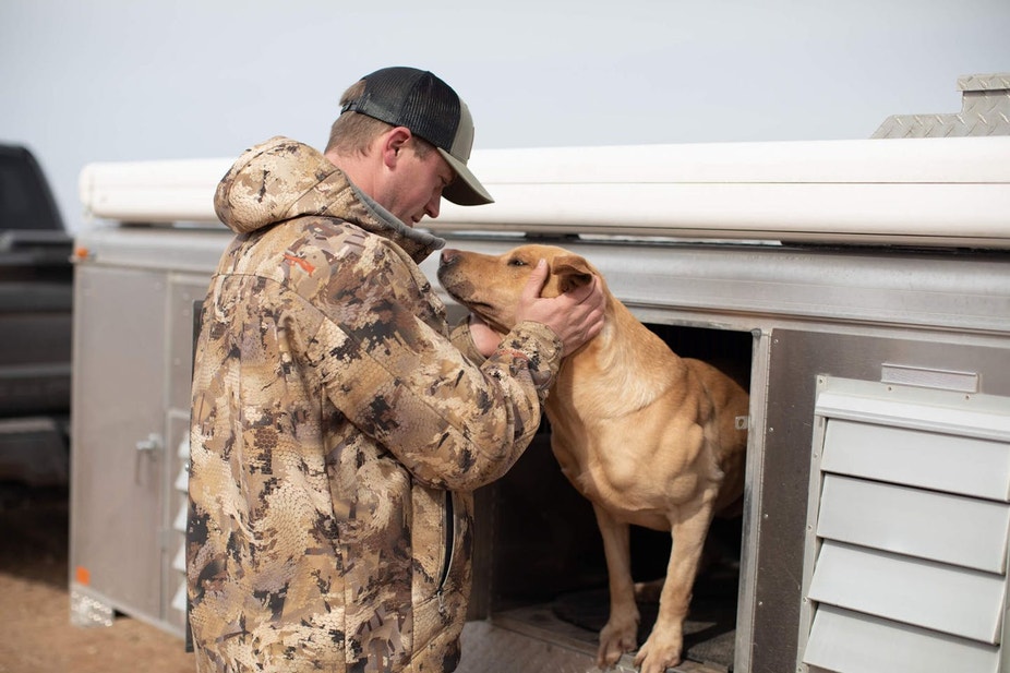 Josh Miller pulls a British Lab from a dog trailer