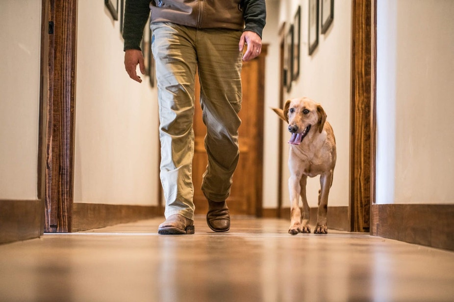 Labrador retriever walking down hall in house beside owner