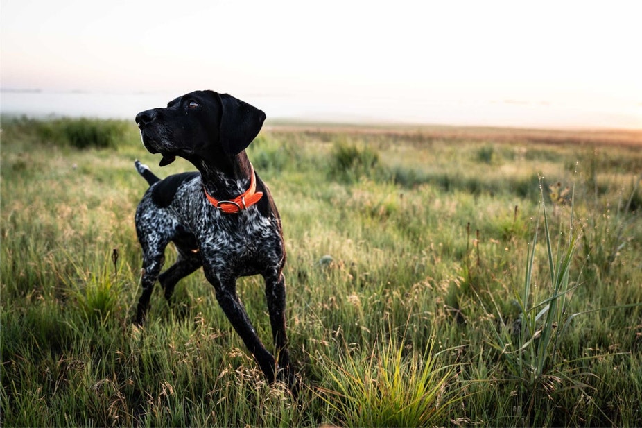 Pointer training in a grassy field