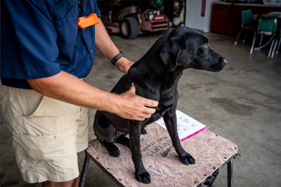 Trainer conducting a body condition score check on a black Lab