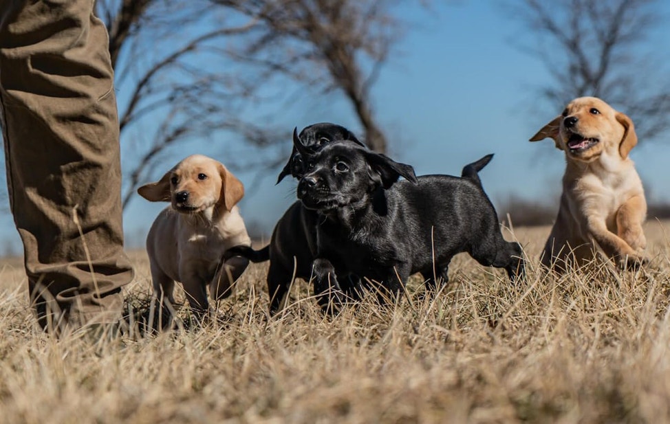 Yellow and- lack Lab puppies running in a field