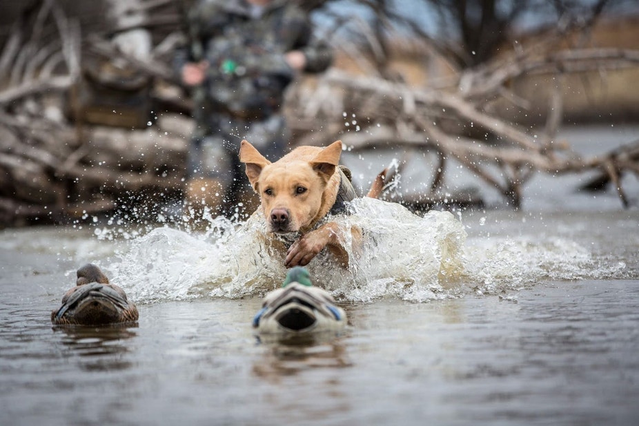 Yellow British Lab swimming out on a waterfowl retrieve
