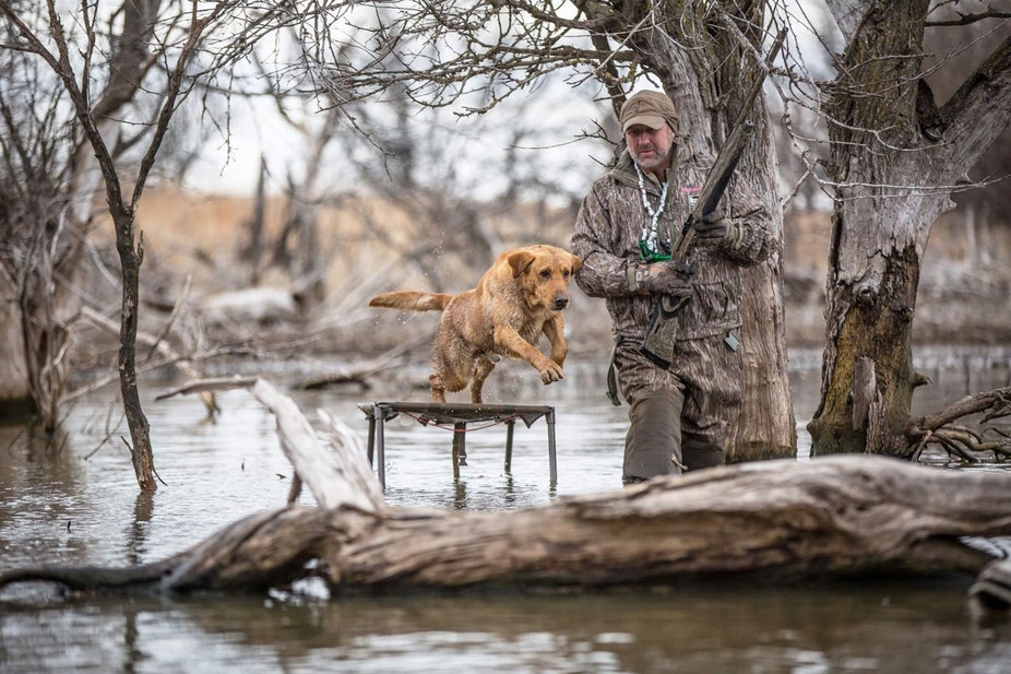Yellow Lab launches from stand into water on a waterfowl retrieve while hunter awaits