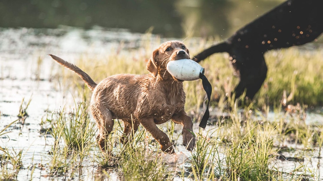 Yellow Lab puppy fetching a bumper in a pond