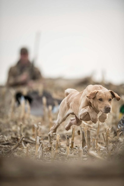 Yellow Lab running through corn field