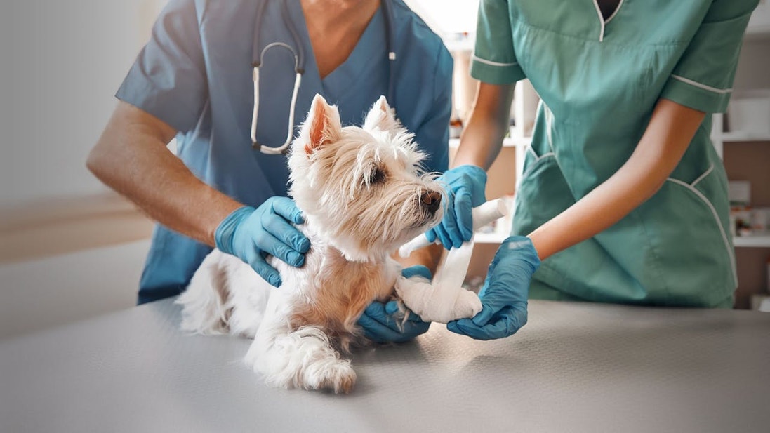 White West Highland Terrier getting vet treatment