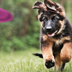 Close up of black and tan puppy chasing a frisbee.