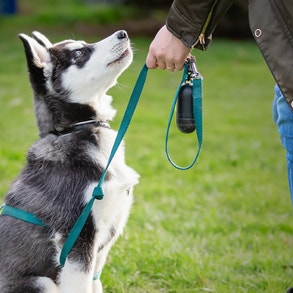 Close up of gray and white puppy on a leash sitting and looking up at the person holding the leash.