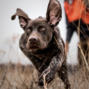 Brown puppy running through a field in front of a man wearing an orange vest.