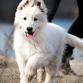 Close up of white puppy walking towards the viewer