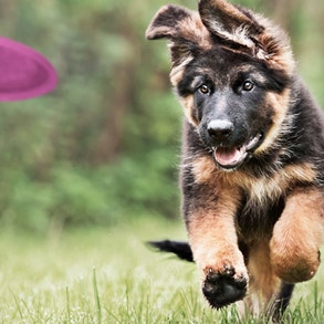 Close up of black and tan puppy chasing a frisbee