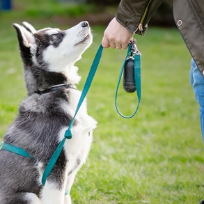 Close up of white, tan and black puppy running with a ball in its mouth