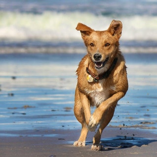 Dog running on beach