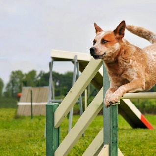 eukanuba-hub-activities-images-agility-hero