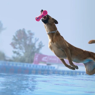 eukanuba-hub-activities-images-diving-hero