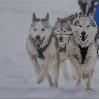 Eukanuba hub activities images