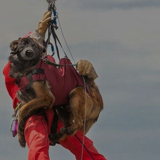 Eukanuba hub activities working hero bis