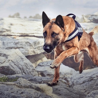 dog-climbing-mountain-bg