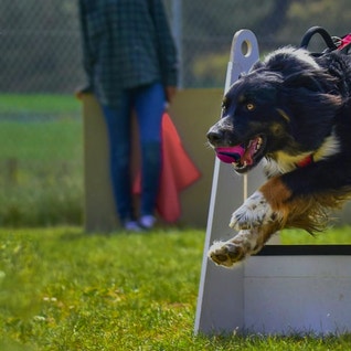 Eukanuba hub activities images flyball hero