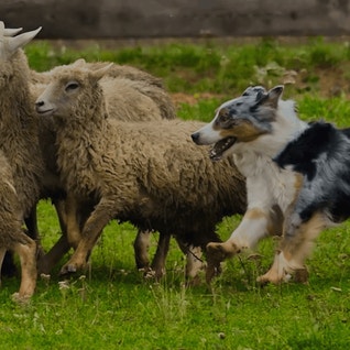 eukanuba-hub-activities-images-herding-hero