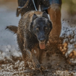 eukanuba-hub-activities-images-jogging-hero