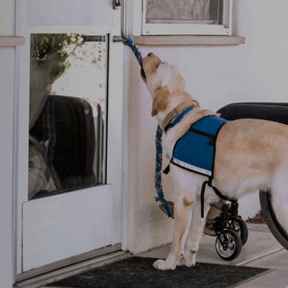 Eukanuba hub activities images service hero