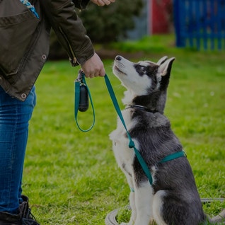 Eukanuba hub activities obedience hero