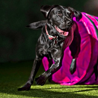 eukanuba-hub-landing-and-range-images-athlete-hero