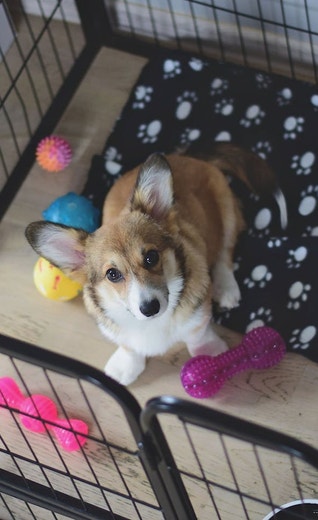 /au/sites/g/files/fnmzdf6461/files/2024-08/anz-euk-hub-corgi-in-crate-1.jpeg