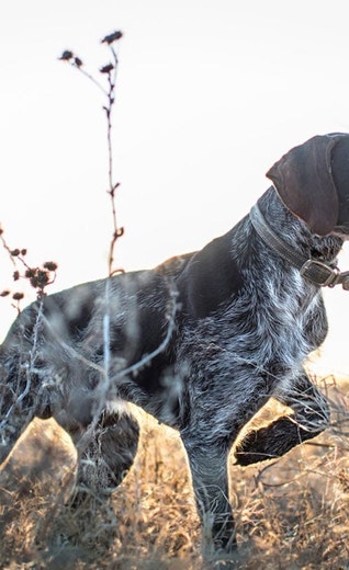 /au/sites/g/files/fnmzdf6461/files/2024-08/eukanuba-hub-activities-article-sporting-2-crop.jpeg