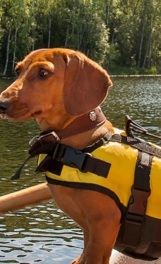 /au/sites/g/files/fnmzdf6461/files/2024-08/eukanuba-hub-health-article-health-article-16-crop.jpeg