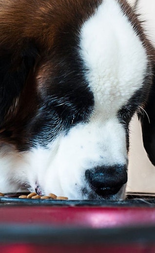 /au/sites/g/files/fnmzdf6461/files/2024-08/eukanuba-hub-health-article-health-article-19-crop.jpeg