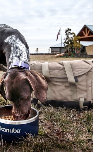 /au/sites/g/files/fnmzdf6461/files/2024-08/eukanuba-hub-health-article-health-article-20-crop.jpeg