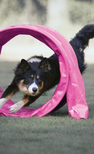 /au/sites/g/files/fnmzdf6461/files/2024-08/eukanuba-market-image-performance-agility.jpeg