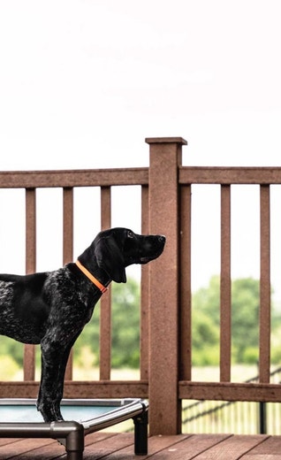 /au/sites/g/files/fnmzdf6461/files/2024-08/ue-esd-gsp-puppy-training-on-a-place-board.jpeg