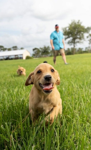 /au/sites/g/files/fnmzdf6461/files/2024-08/us-esd-a-yellow-lab-puppy-runs-through-the-field-while-his-handler-watches-jpg.jpeg