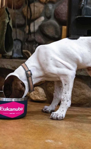 /au/sites/g/files/fnmzdf6461/files/2024-08/us-esd-english-pointer-puppy-eating-eukanuba-puppy-pro.jpeg
