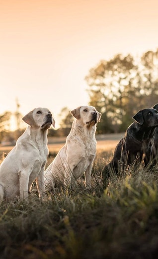 /au/sites/g/files/fnmzdf6461/files/2024-08/us-esd-group-of-yellow-and-black-labrador-retrievers-focused-during-training-jpg.jpeg