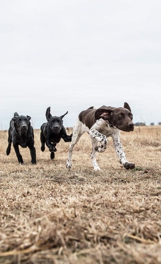 /au/sites/g/files/fnmzdf6461/files/2024-08/us-esd-gsp-and-black-lab-puppies-running-through-field-jpg.jpeg