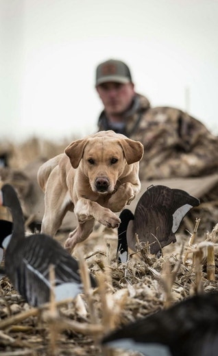 /au/sites/g/files/fnmzdf6461/files/2024-08/us-esd-yellow-lab-running-through-decoys-in-a-corn-field-with-handler-watching-jpg.jpeg