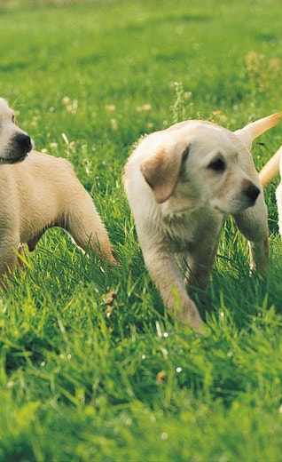 /au/sites/g/files/fnmzdf6461/files/2024-10/three-white-puppies-on-grass.jpeg