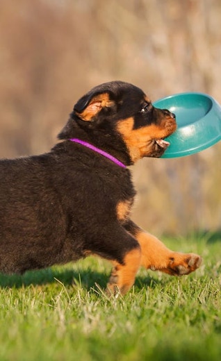 /jp/sites/g/files/fnmzdf6536/files/2024-11/eukanuba-hub-puppy-puppy-article-5-crop.jpeg