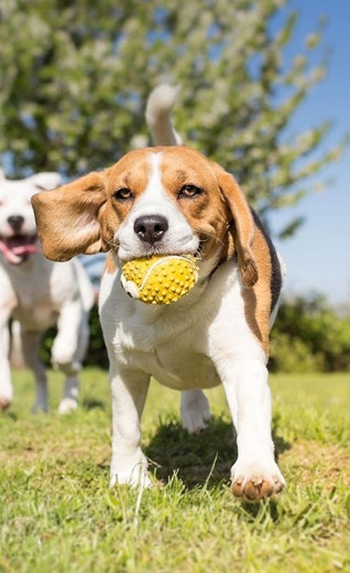 /mx/sites/g/files/fnmzdf6786/files/2024-11/Cachorros-de-beagle-jugando-en-la-hierba-con-una-pelota.jpeg
