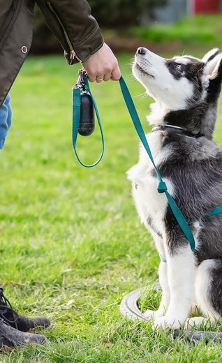 /mx/sites/g/files/fnmzdf6786/files/2024-11/Duen%CC%83o-entrenando-a-un-cachorro-de-Alaskan-malamute.jpeg